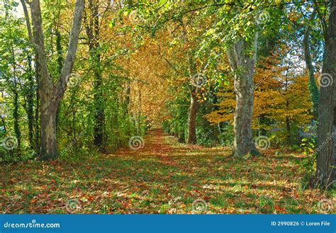 Autumn Forest Path Royalty Free Stock Image Image 2990826