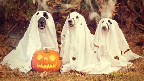 Download Adorable Dog Dressed In Ghostly Fashion For Halloween
