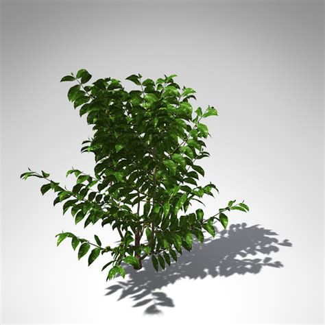 Xfrogplants Tree Coffee Tropical Plant 3ds