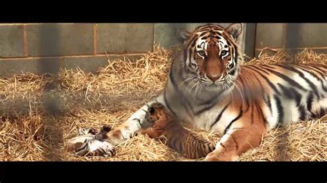 Amur Tiger Cubs Woburn Safari Park Part 1 Youtube