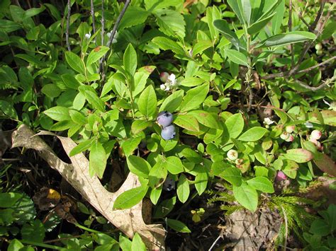 Vaccinium Angustifolium Common Lowbush Blueberry Go Botany