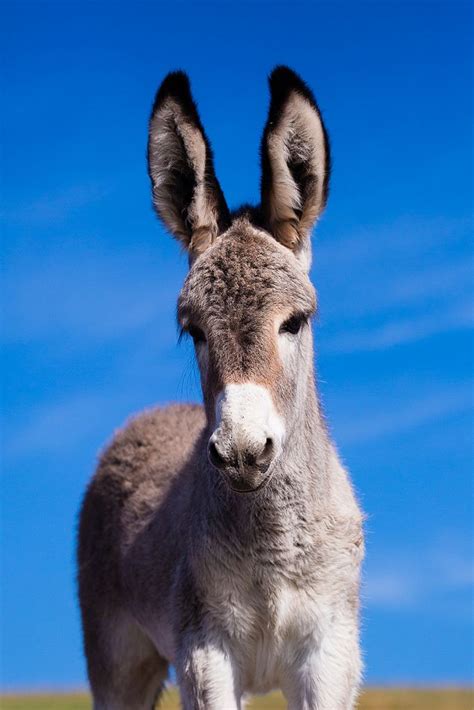 1222 Best Images About Donkey Donk On Pinterest Miniature Donkeys