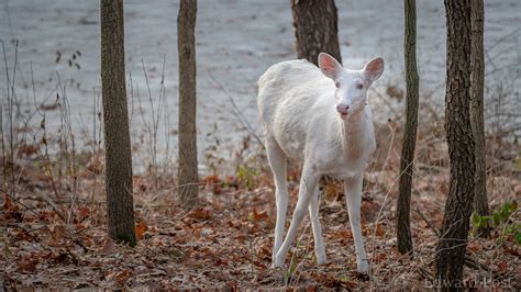 Leucistic White Tailed Deer Odocoileus Virginianus A Photo On