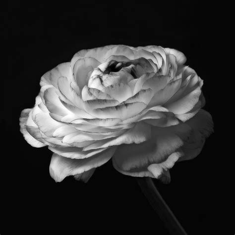 Black And White Roses Flowers Art Work Macro Photography Photograph By