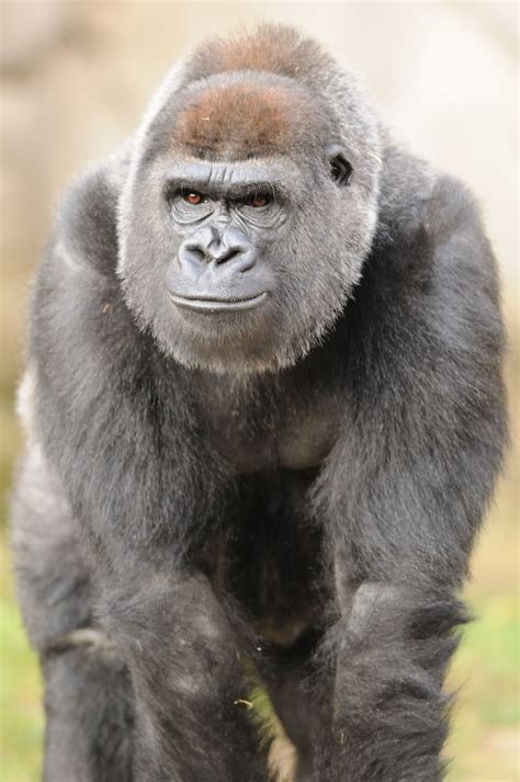 female gorilla | Gorilla, Female gorilla, Silverback gorilla