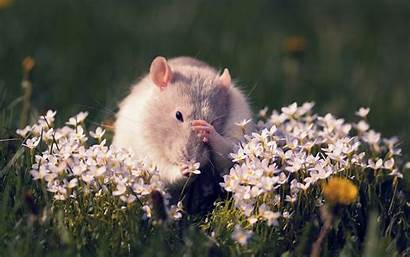 Mouse Flowers Field Rats Wallpapers Mice Pet