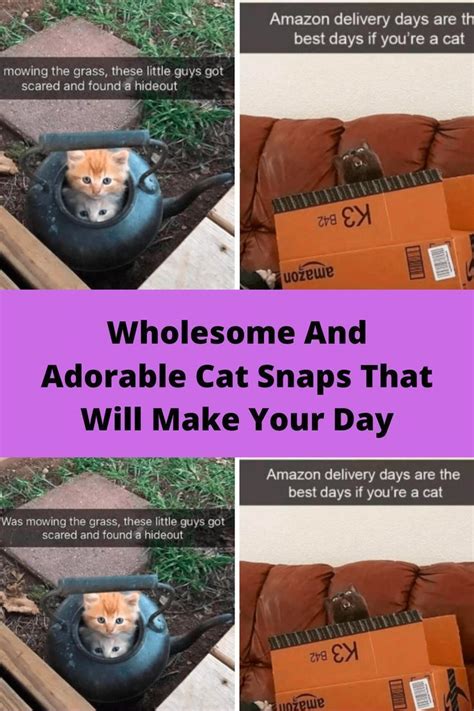 Amazon Delivery Curious Creatures Wholesome Cute Cats Snaps Teddy