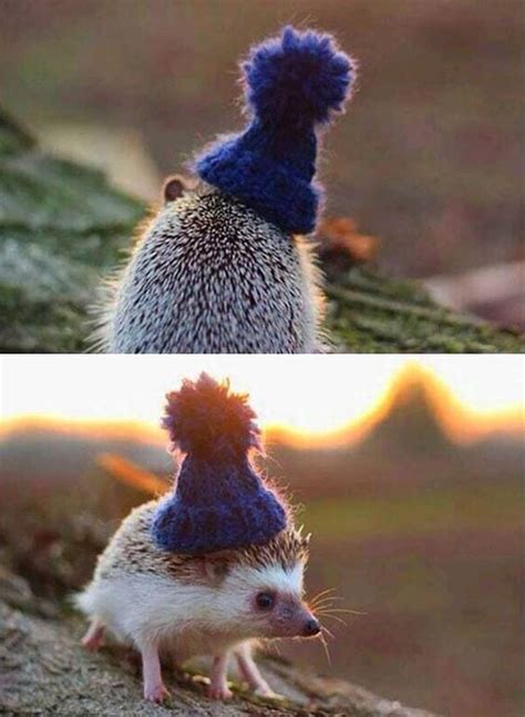 The little hedgehog wearing cute blue hat | Too Cute To Bear