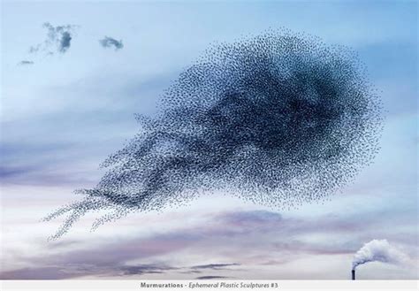 A Large Flock Of Birds Flying Through The Sky