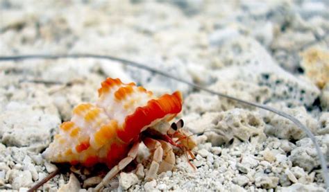Hermit Crabs Facts Information And Pictures