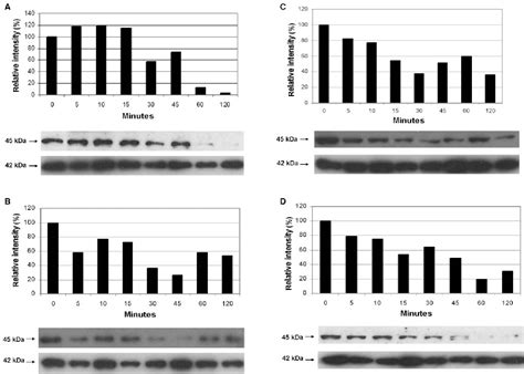 Figure 2 From Atrial Natriuretic Peptide And Long Acting Natriuretic