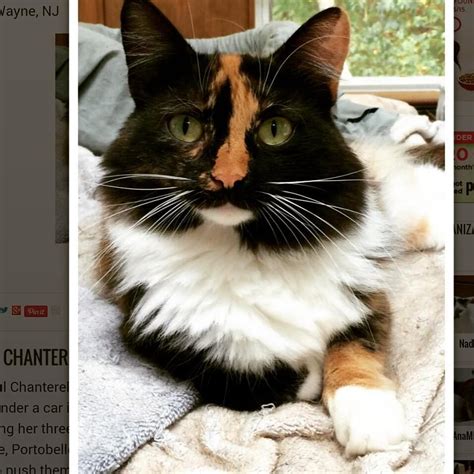 If you are interested in adopting a cat, we encourage you to check our at this time, foster cat adoptions are currently limited to households in oakland, alameda, piedmont, berkeley, albany, emeryville and san leandro. Instagram | Cats, Calico, Feline