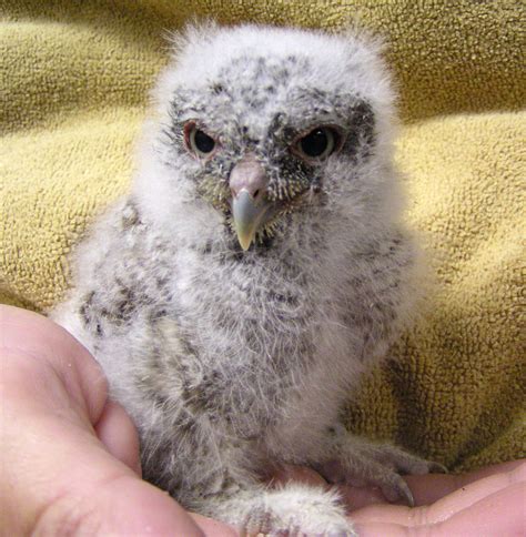 Its Raining Baby Owls Community Blogs