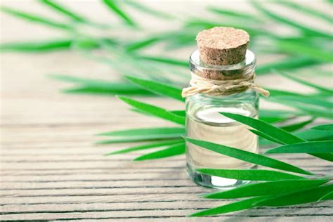 14 Ways To Use Tea Tree Oil In The Home And For Personal Use
