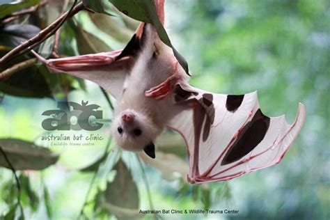 Leucistic Baby Megabat Grey Headed Lost Mum Flying Fox Fruit Bat Rbatty