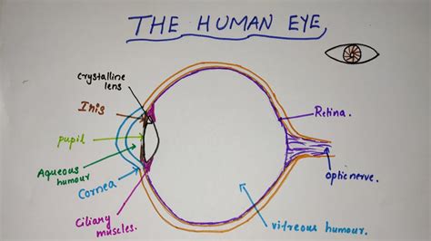 The Human Eye Cbse Class 10 Physicshuman Eye And The Colourful World