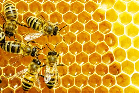They do not require constant monitoring. More Than Honey- 3 Healthy Products Made By Bees - My ...