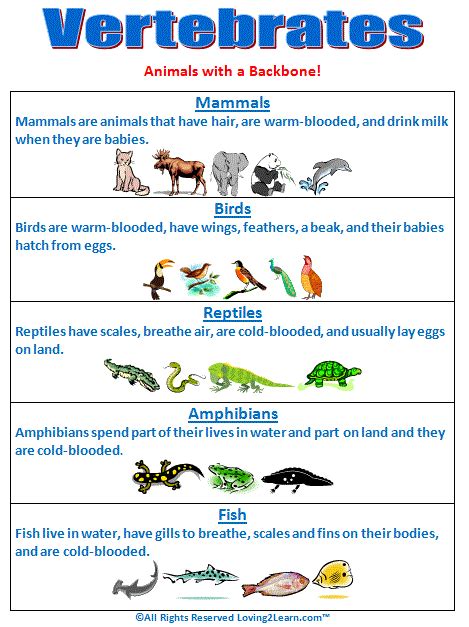 Super Subjects - Super Science - Life Science - Kingdoms - Vertebrates