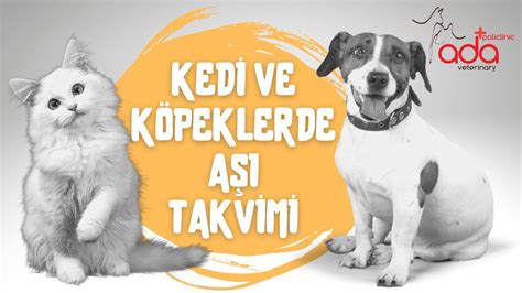 Kedi Ve Köpeklerde Aşı Takvimi Youtube