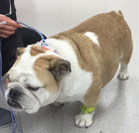 Veterinary Key Points Surgical Removal Of Screw Tail In Bulldogs