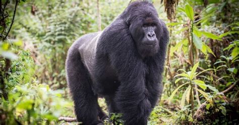 Discover The Worlds Largest Gorilla A Z Animals