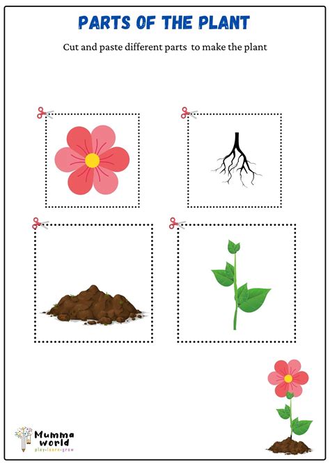 Structure Of Plants Worksheets