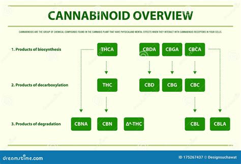 Cannabinoid Overview Horizontal Infographic Complete Stock Illustration