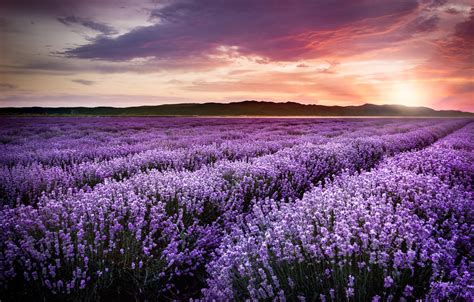 Lavender Sunset Wallpaper