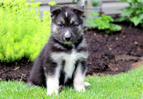 This dog's breed characteristics involve both their personality and their. Allan | Gerberian Shepsky Puppy For Sale | Keystone Puppies