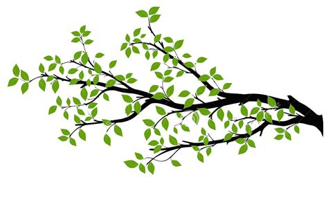 Branch Tree Drawing Royalty Free Branch Png Download 1300811