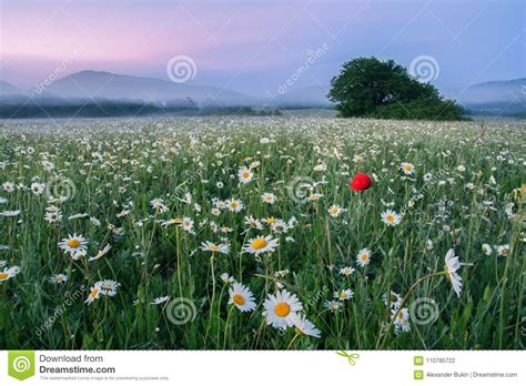 Landscape Morning Dawn On A Chamomile Field In The Mountains Stock