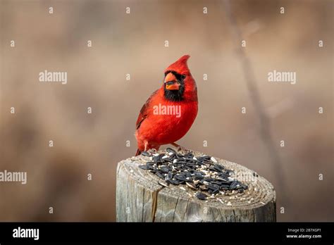 A Male Northern Cardinal Cardinalis Cardinalis Sitting On A Post