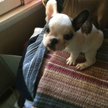 French bulldogs have erect bat ears and a charming, playful disposition. View Ad: French Bulldog Litter of Puppies for Sale near ...