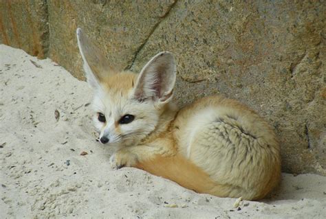 Fennec Fox All You Need To Know About This Exotic Animal