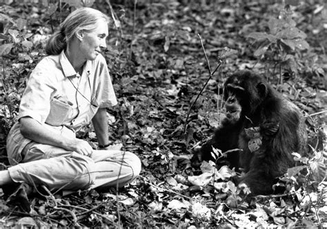 Jane Goodall 12 Top Quotes On Chimpanzees And Conservation