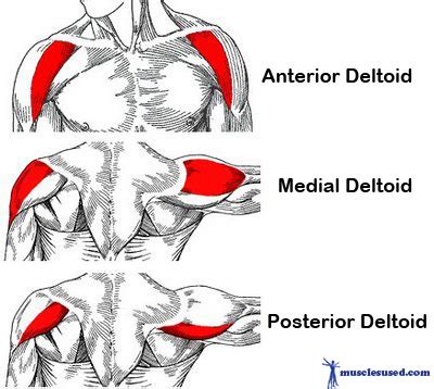 • coracobrachialis • pectoralis major • subscapularis. Deltoid Muscles also known as delts or shoulder muscles