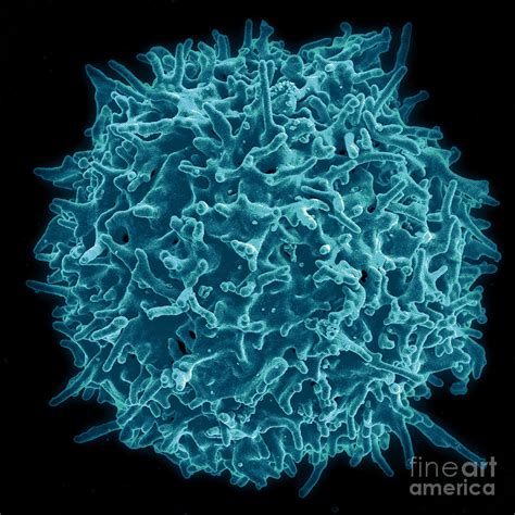 Healthy Human T Cell Sem 3 Photograph By Science Source Fine Art