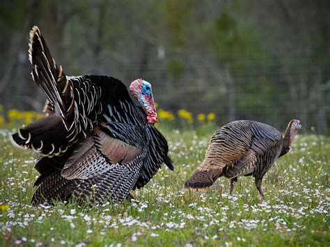 Wild Turkeys Wallpapers Wallpaper Cave