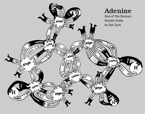 The nucleic acids are made of nucleotides. Adenine - One of the Cartoon Nucleic Acids by Zak Zych ...