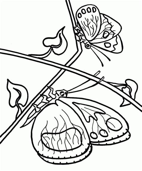 Dibujos De Mariposa Y Una Flor Para Colorear Para Colorear Pintar E