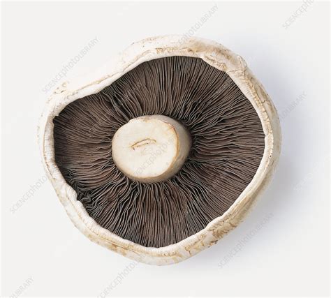 Flat Mushroom Stock Image C0517860 Science Photo Library