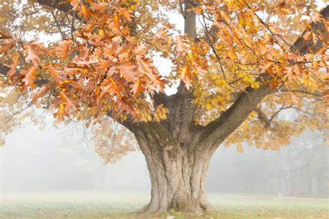 Big Beautiful Oak Tree In Autumn Landscape Stock Image Image Of