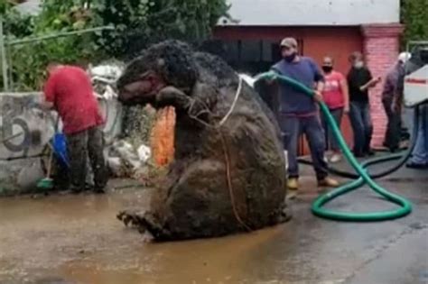 ‘giant Rat Found On The Sewers Terrifies Neighbors The Filipino Times