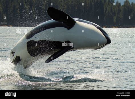 Orca Breaching In Frederick Sound Alaska Usa Orcinus Orca Stock