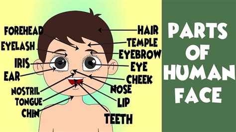 Cut and paste the parts of the face. All Parts of the Face in English | # human Face Parts ...