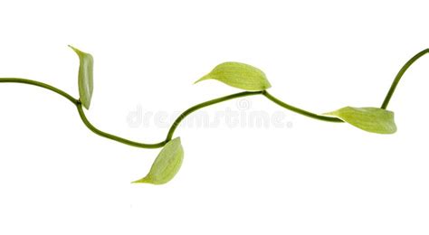 Green Branch Isolated On White Background Stock Photo Image Of Color