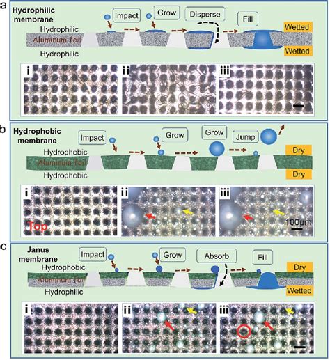 Figure 3 From A Single Layer Janus Membrane With Dual Gradient Conical Micropore Arrays For Self