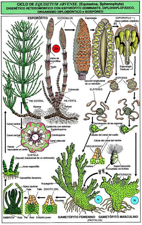 Phylum Sphenophyta