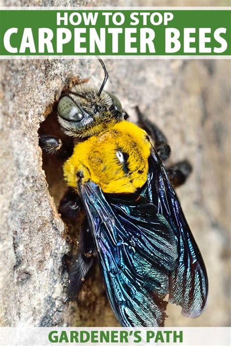 How To Stop Carpenter Bees From Attacking Your Home