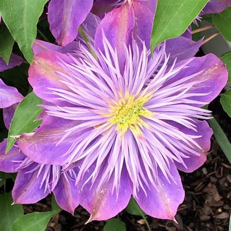 Clematis Plant Care And Collection Of Varieties